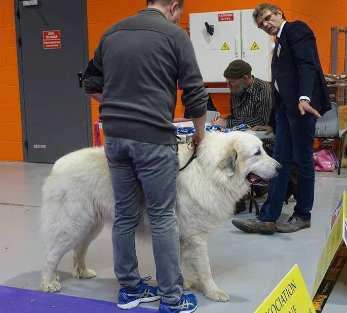 De L'Ange Des Vosges Du Nord - Mistral à expo canine nationale 
