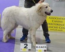 De L'Ange Des Vosges Du Nord - Mira-Belle à Expo (spé de races) canine Nationale de Vesoul (70)