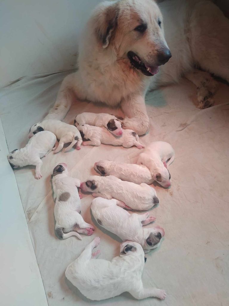 De L'Ange Des Vosges Du Nord - NAISSANCE DES 10 CHIOTS DE RE-BELLE ET PERCEVAL