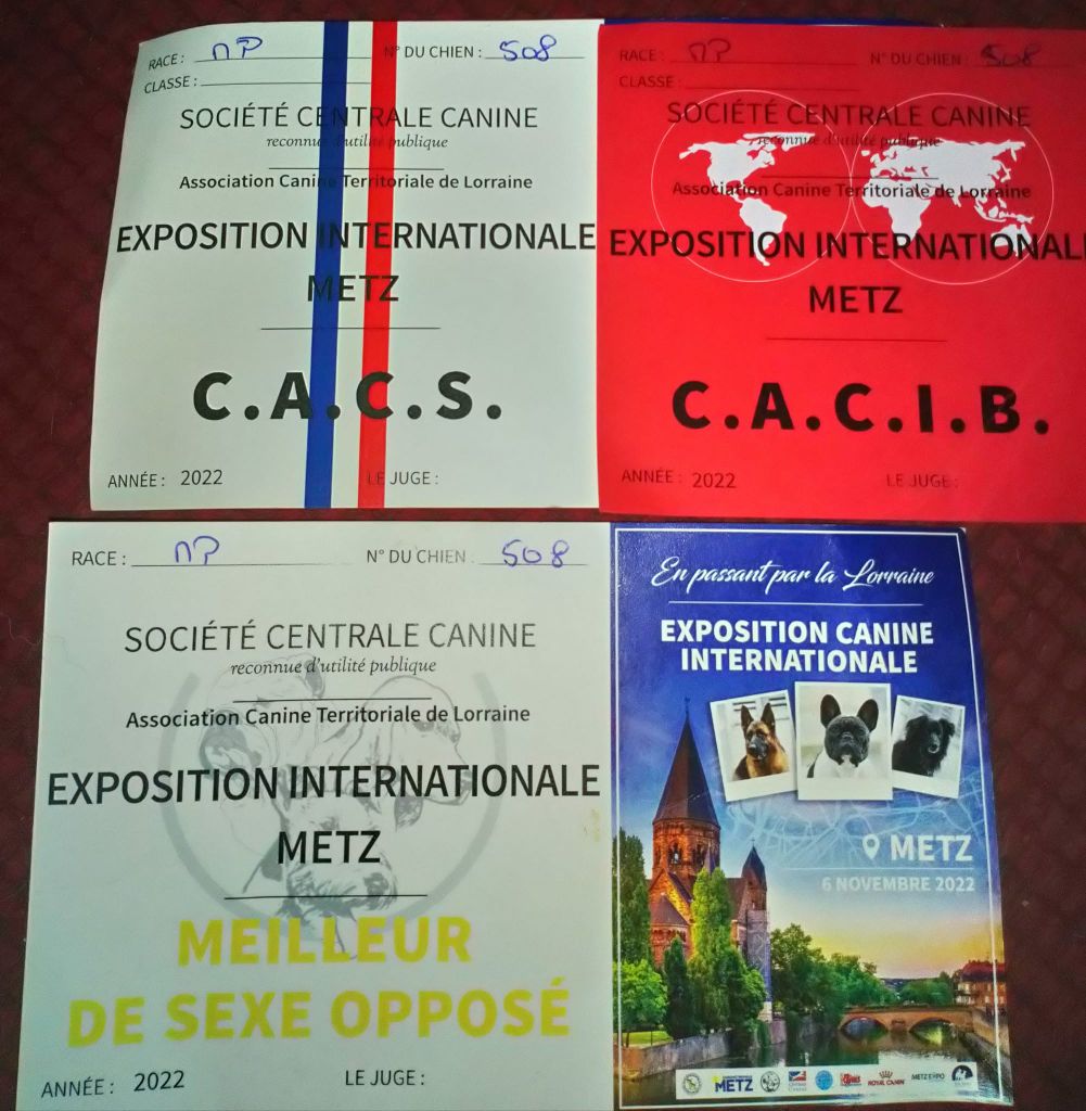 De L'Ange Des Vosges Du Nord - EXPO CANINE INTERNATIONALE DE METZ 57 LE 6 NOV 22