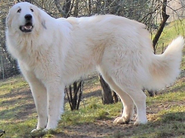 De L'Ange Des Vosges Du Nord - OLYMPE, MEILLEURE JEUNE DE RACE EXPO SAULIEU JUIN 2019