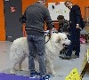  - Mistral à expo canine nationale 