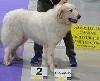  - Mira-Belle à Expo (spé de races) canine Nationale de Vesoul (70)