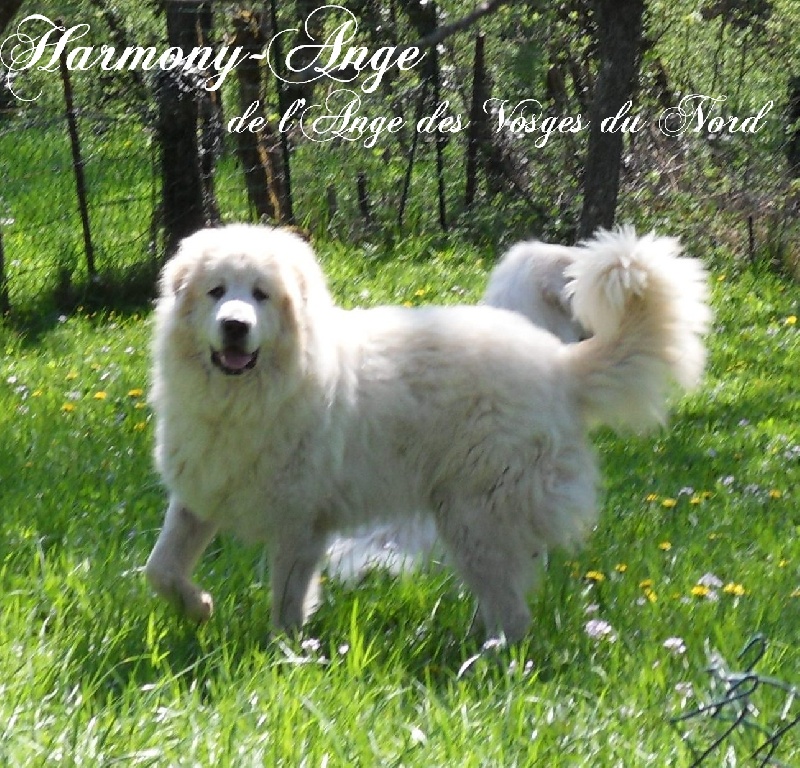 Harmony-ange De L'Ange Des Vosges Du Nord