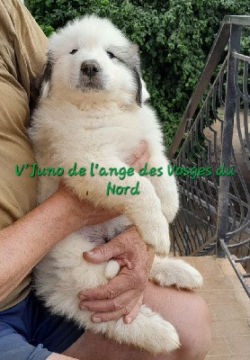 CHIOT collier vert