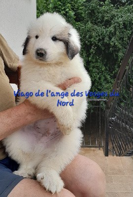 CHIOT collier bleu 