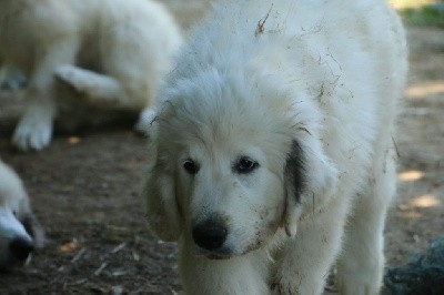 CHIOT collier rouge