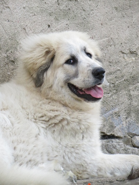 Islande De L'Ange Des Vosges Du Nord