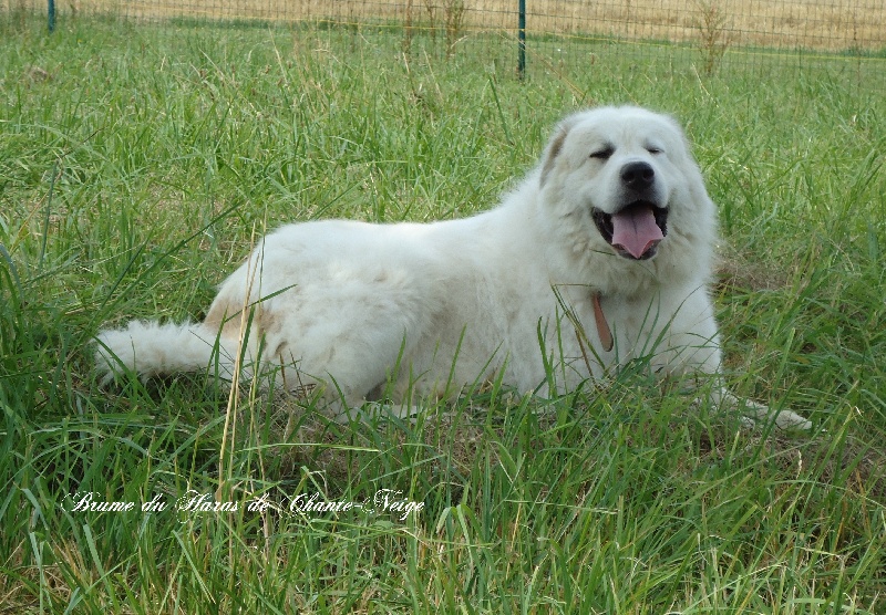 Brume du Haras de Chante-Neige