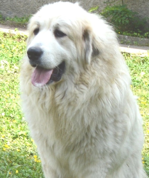 Janelle-envie De L'Ange Des Vosges Du Nord