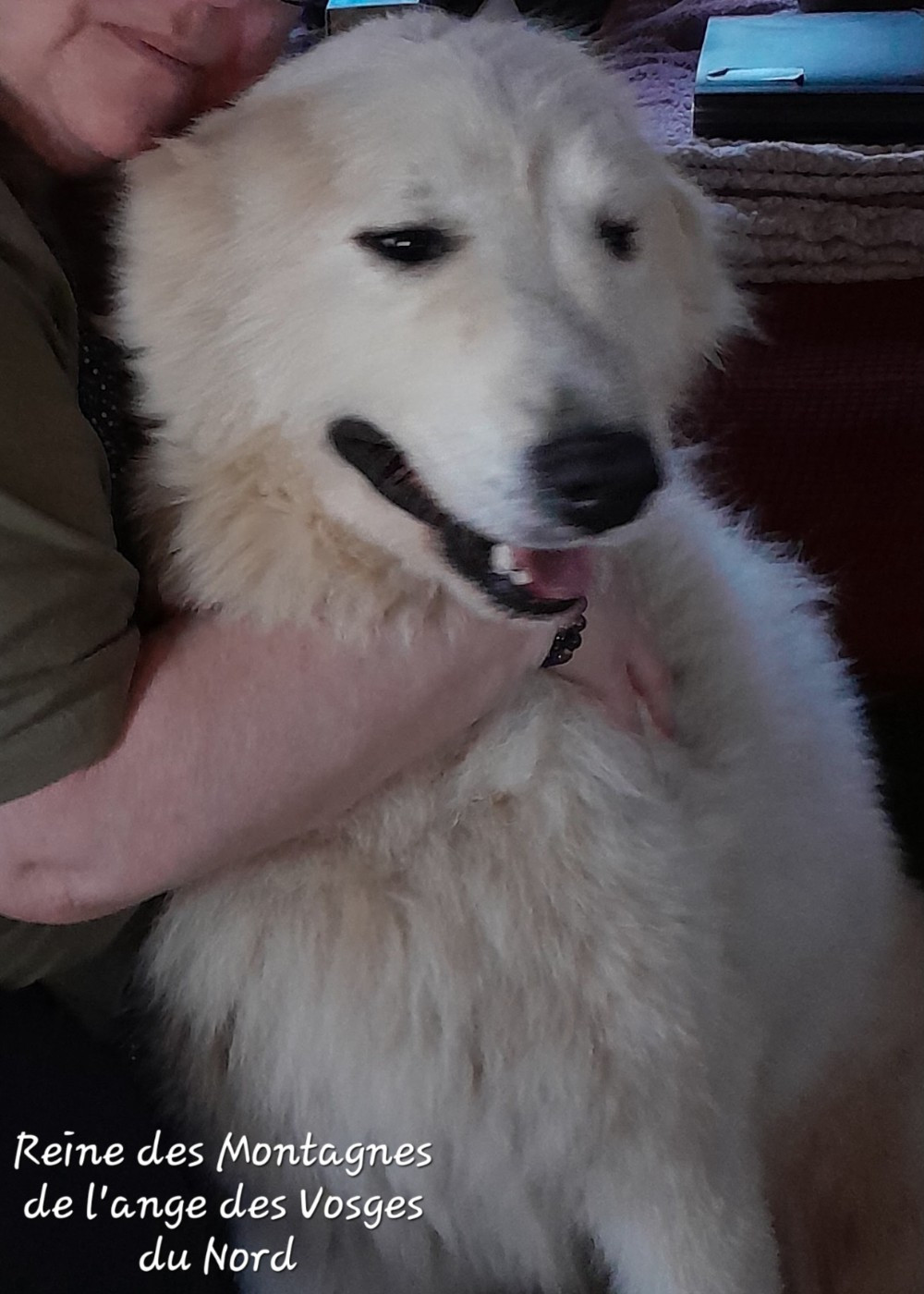 Reine des montagnes De L'Ange Des Vosges Du Nord