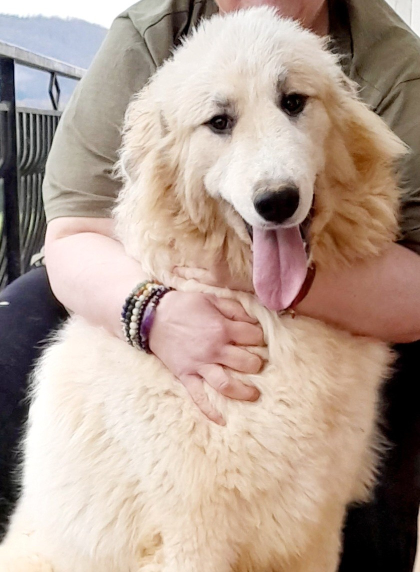 Wendalyne du Tuc de l'Adosse