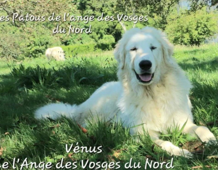 Vénus De L'Ange Des Vosges Du Nord