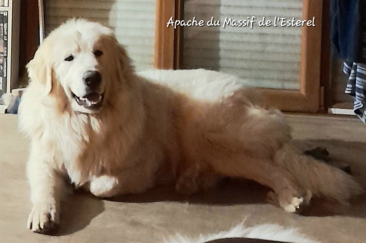 Apache Du Massif De l'Esterel