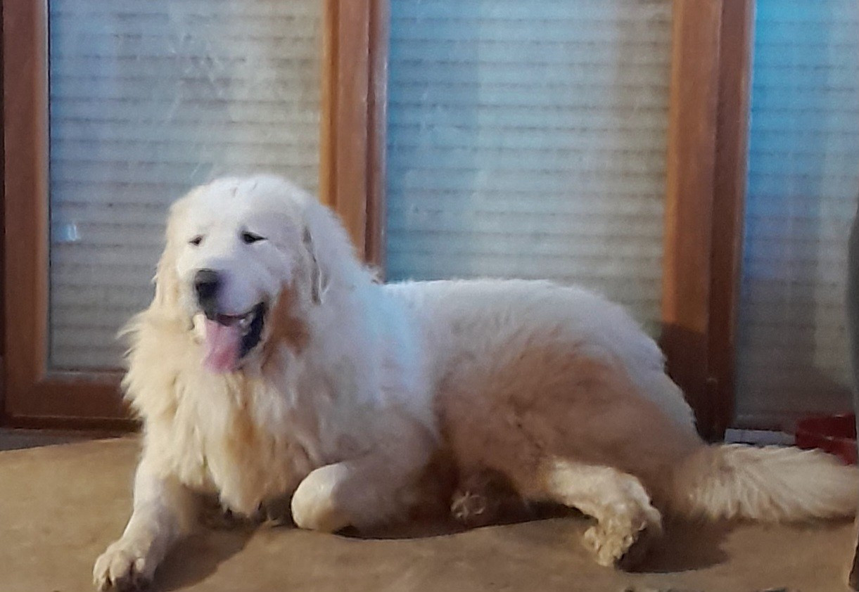 Apache Du Massif De l'Esterel