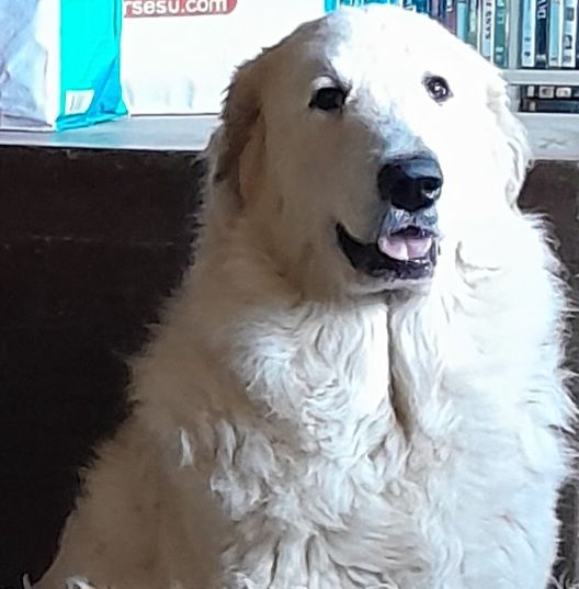 Uranie De L'Ange Des Vosges Du Nord