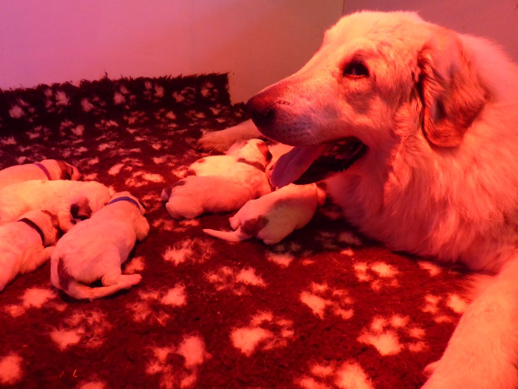 De L'Ange Des Vosges Du Nord - 8 superbes chiots sont nés : Olympe et Mistral