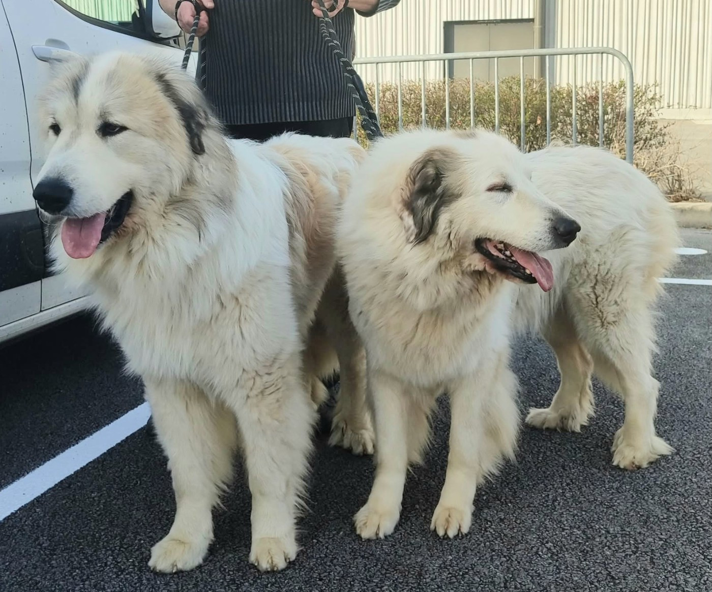 EXPO SPÉCIALE DE RACES (37) le 7 mars 2026 LONS LE SAUNIER