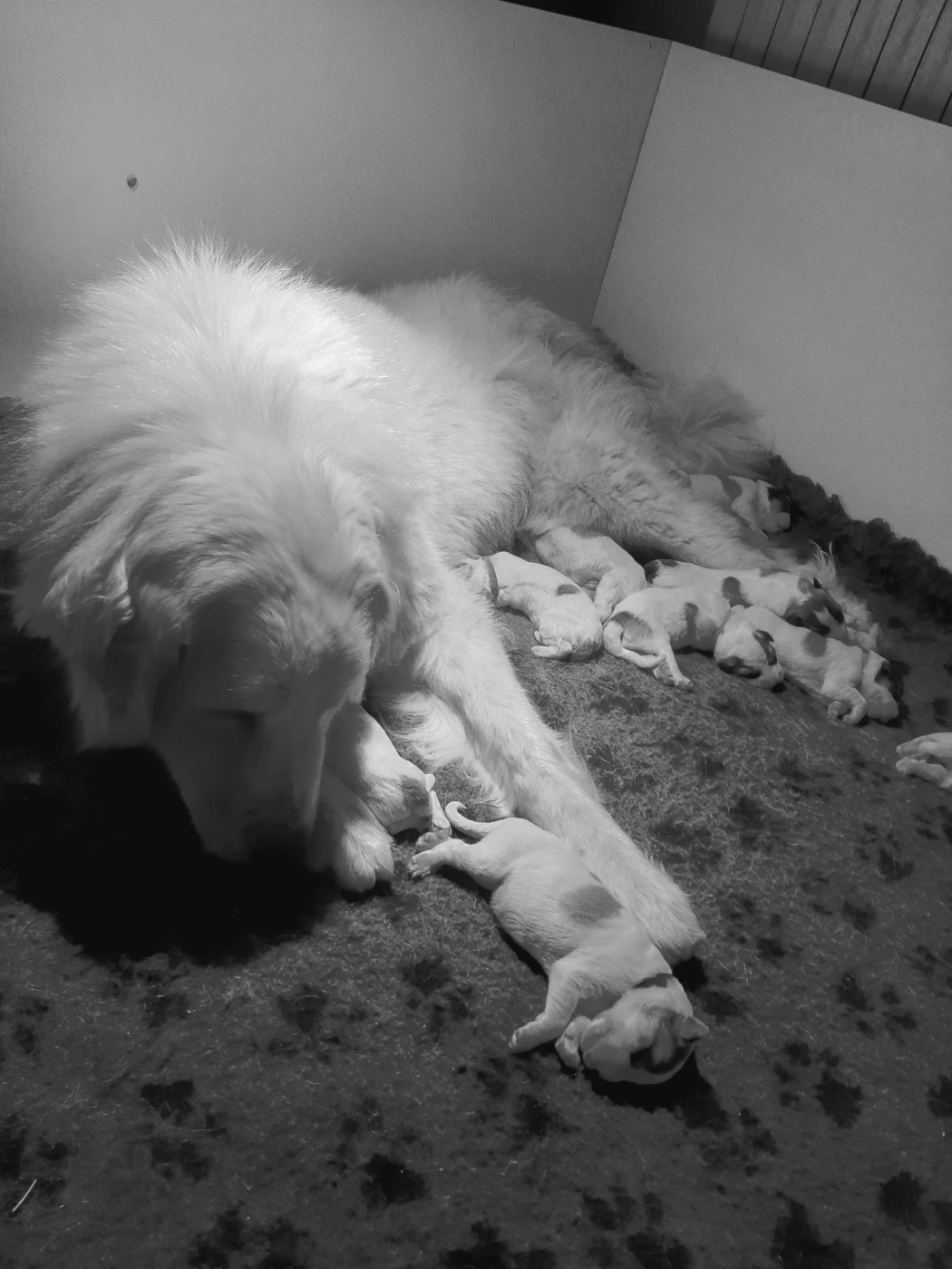 De L'Ange Des Vosges Du Nord - NAISSANCE DES CHIOTS DE V NUS ET XANADU le 15 avril