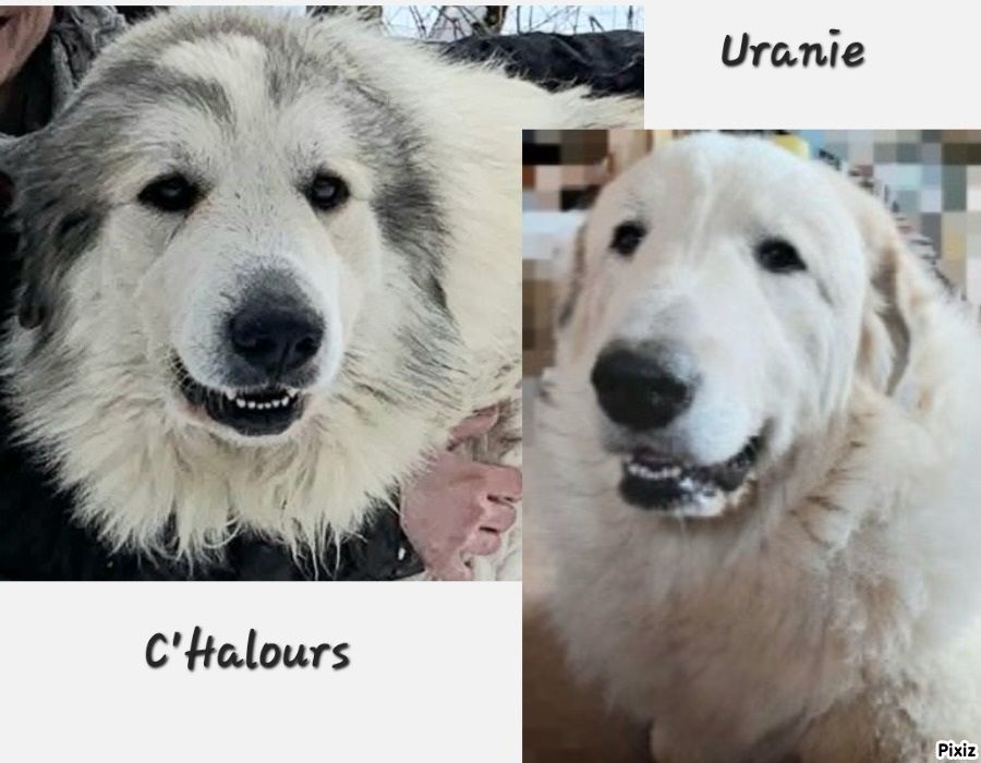MARIAGE LE 7 SEPTEMBRE 2025 DE URANIE ET C'HALOURS