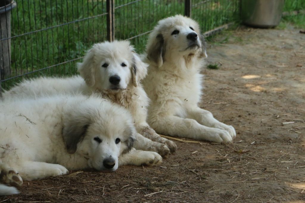 PORTEE DE TEDDY ET PERCEVAL