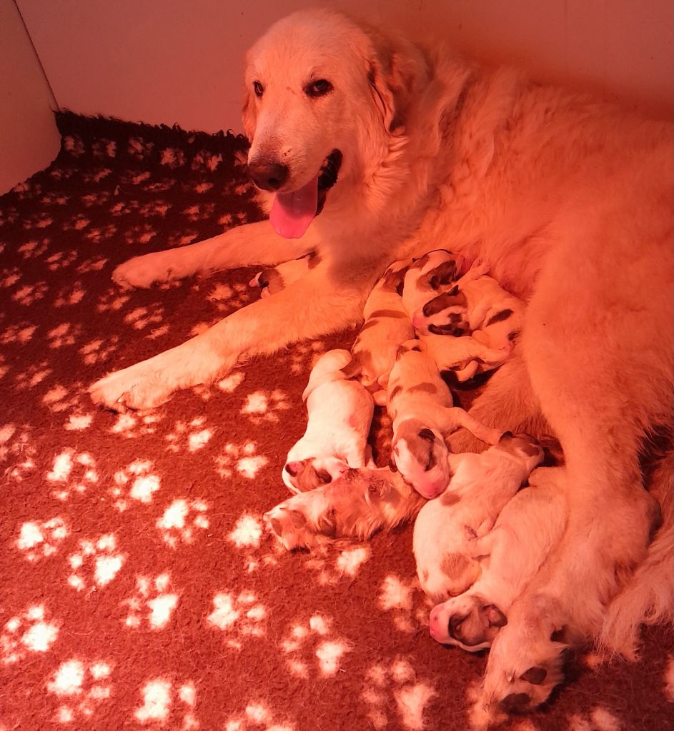 NAISSANCE DES 8 CHIOTS DE URANIE ET C 'HALOURS