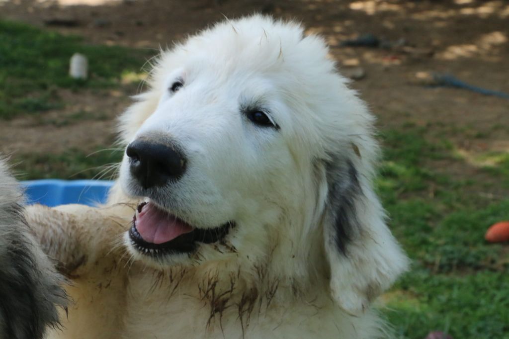 De L'Ange Des Vosges Du Nord - Chien de Montagne des Pyrenees - Portée née le 08/05/2024