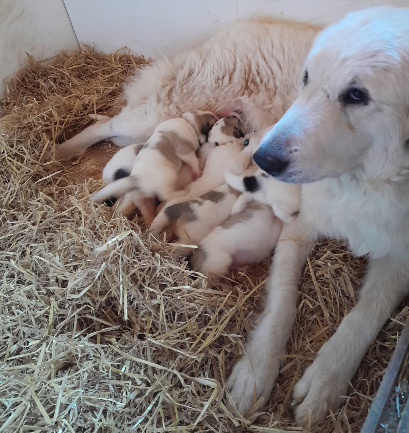 Chiot Chien de Montagne des Pyrenees De L'Ange Des Vosges Du Nord
