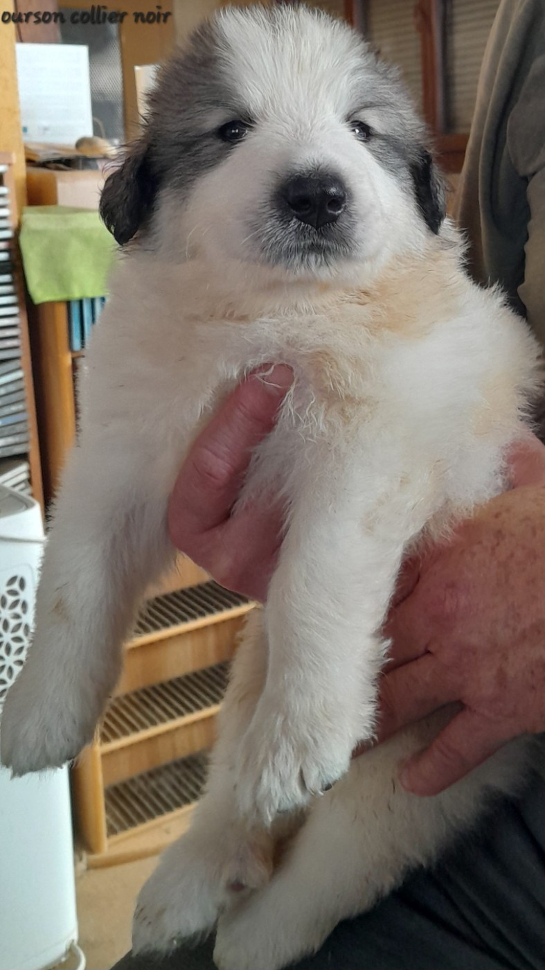 De L'Ange Des Vosges Du Nord - Chiots disponibles - Chien de Montagne des Pyrenees