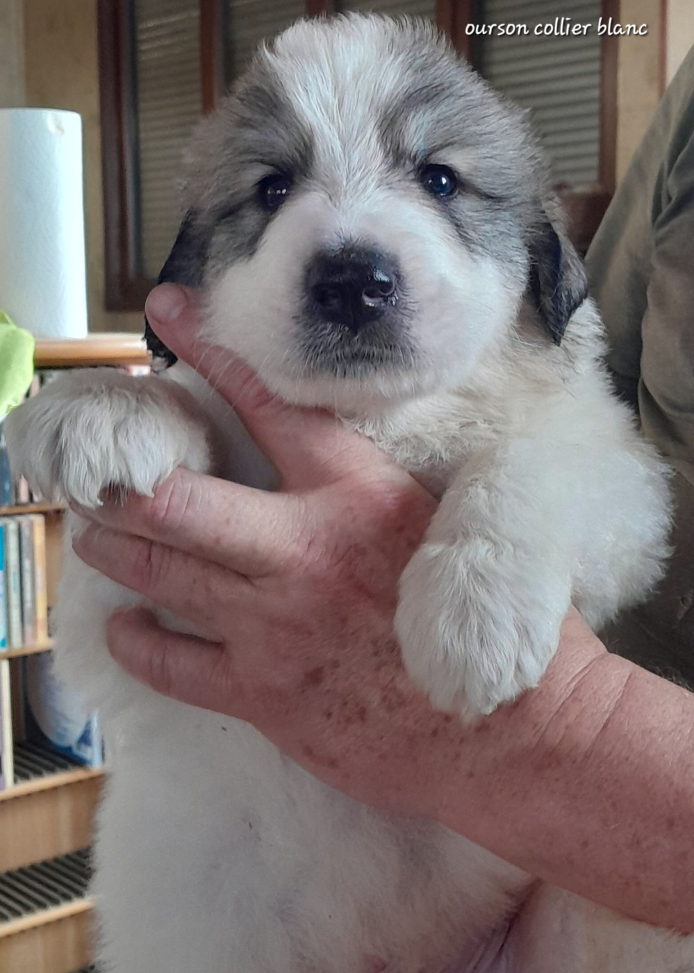 De L'Ange Des Vosges Du Nord - Chiots disponibles - Chien de Montagne des Pyrenees