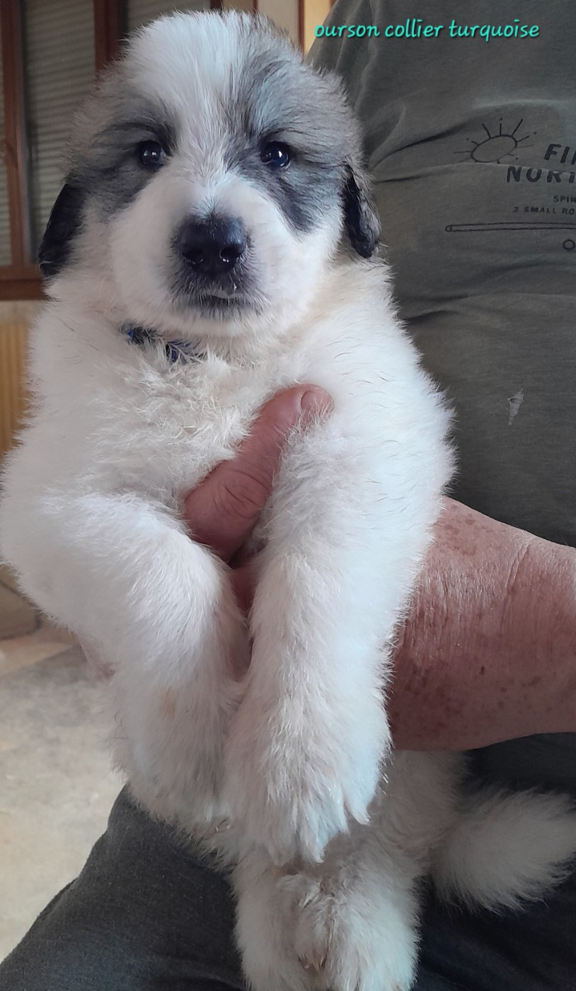 De L'Ange Des Vosges Du Nord - Chiots disponibles - Chien de Montagne des Pyrenees