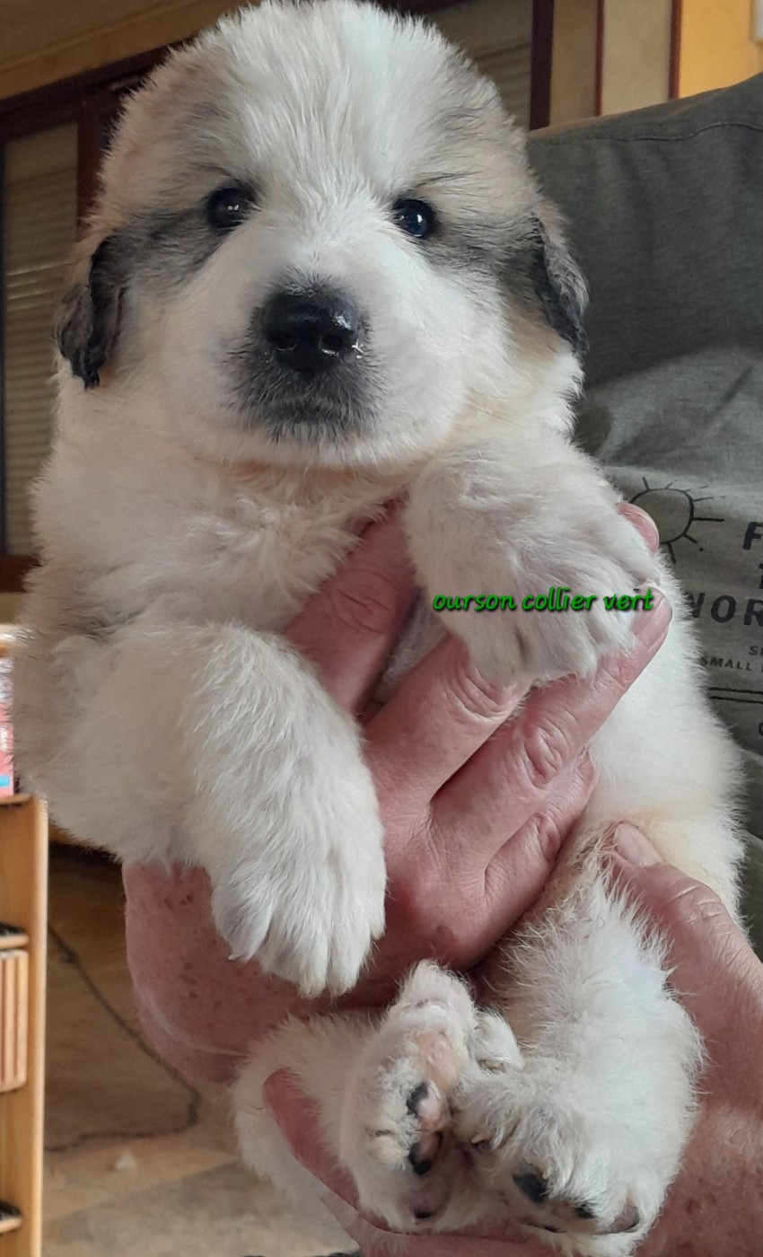 De L'Ange Des Vosges Du Nord - Chiots disponibles - Chien de Montagne des Pyrenees