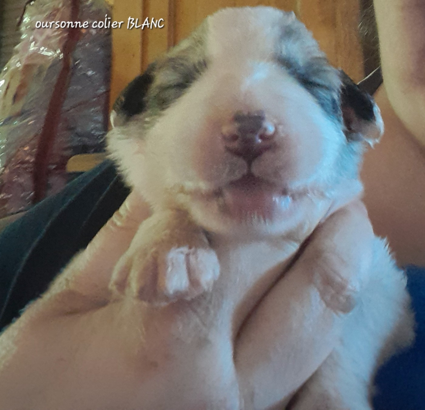 De L'Ange Des Vosges Du Nord - Chiots disponibles - Chien de Montagne des Pyrenees