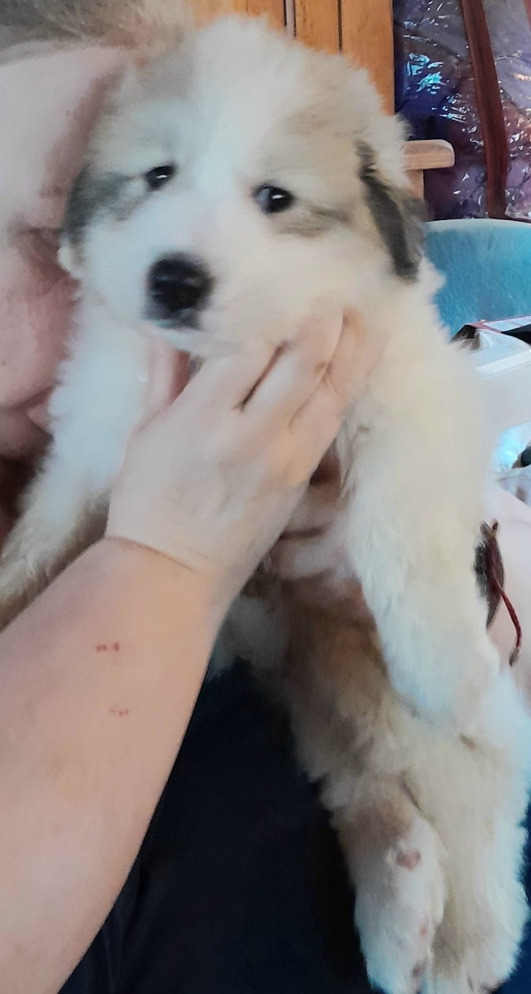 De L'Ange Des Vosges Du Nord - Chiots disponibles - Chien de Montagne des Pyrenees