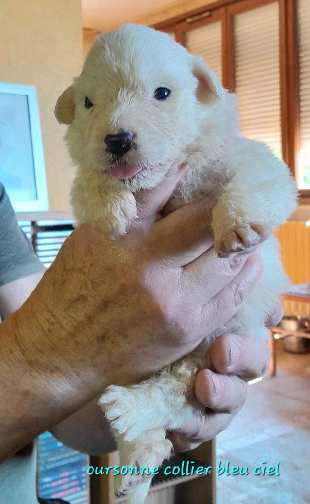 De L'Ange Des Vosges Du Nord - Chiots disponibles - Chien de Montagne des Pyrenees