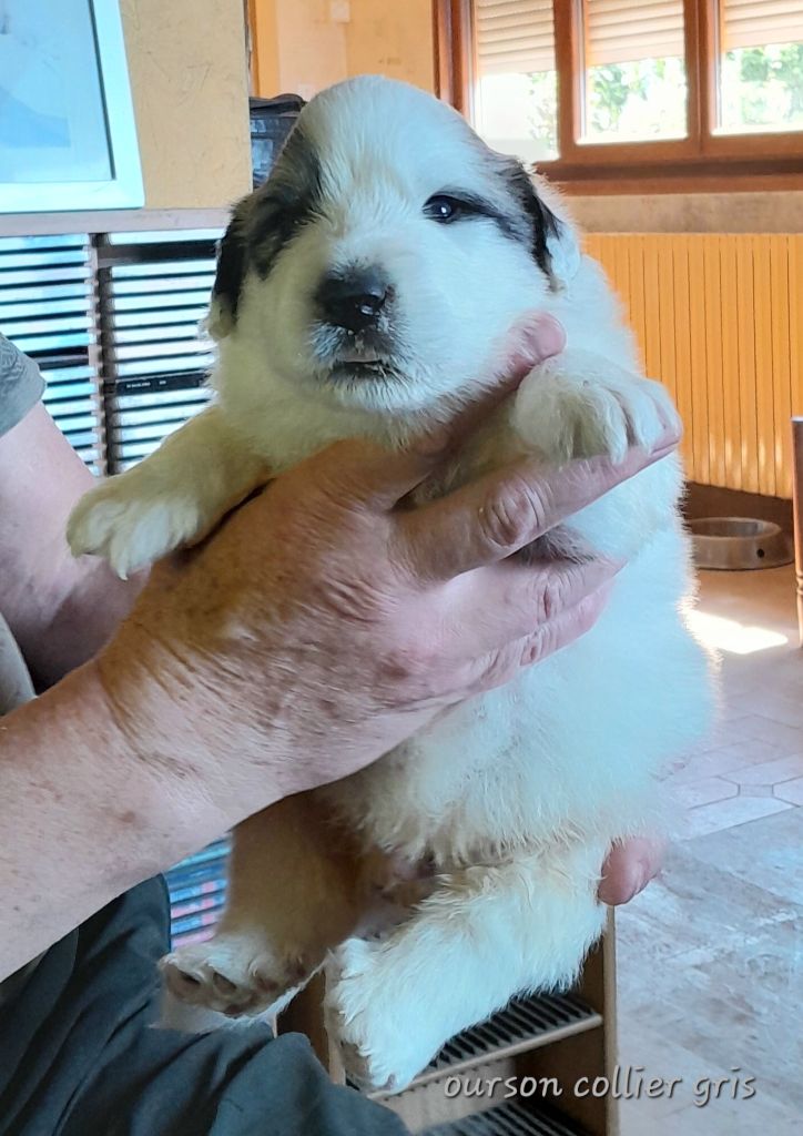 De L'Ange Des Vosges Du Nord - Chiots disponibles - Chien de Montagne des Pyrenees