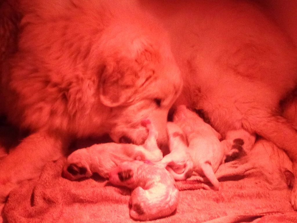 De L'Ange Des Vosges Du Nord - Chien de Montagne des Pyrenees - Portée née le 16/08/2022