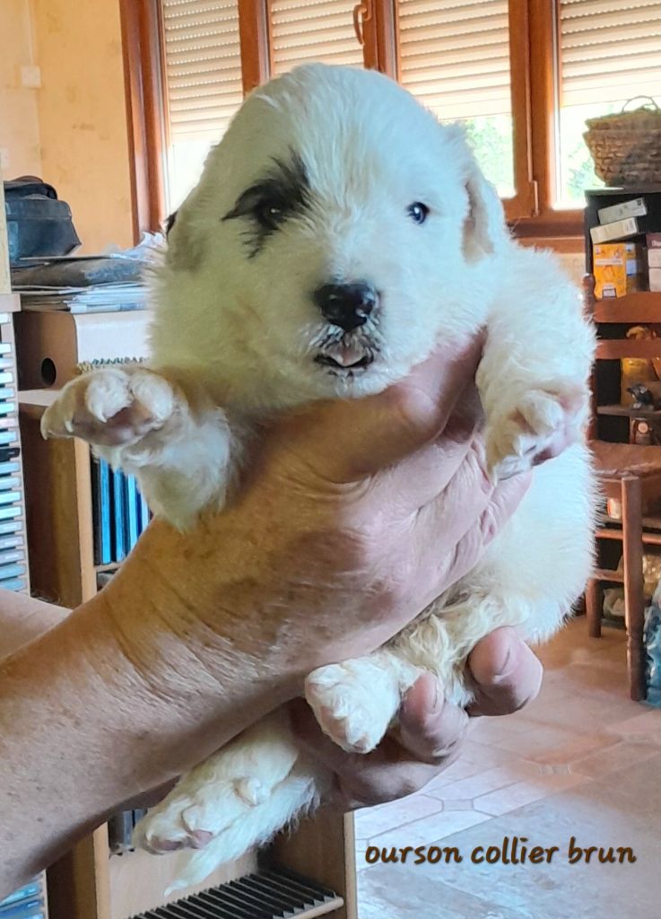 De L'Ange Des Vosges Du Nord - Chiots disponibles - Chien de Montagne des Pyrenees