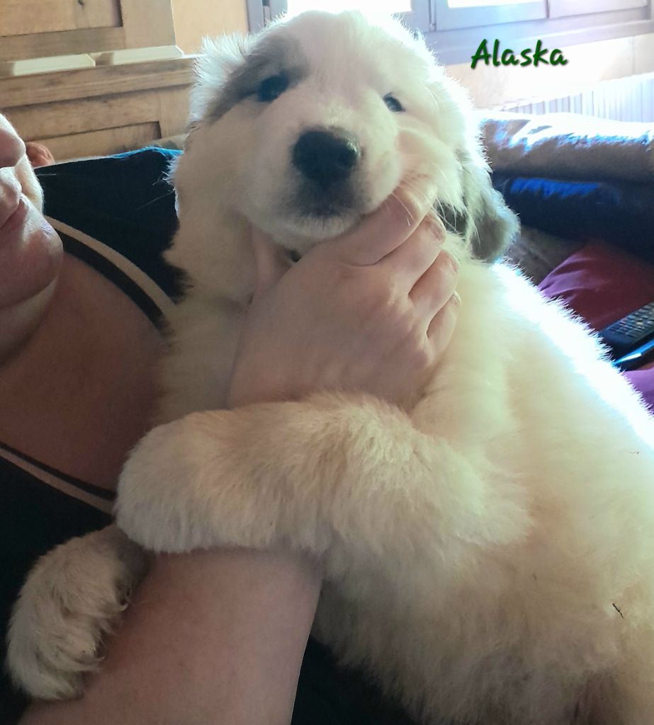 De L'Ange Des Vosges Du Nord - Chiots disponibles - Chien de Montagne des Pyrenees