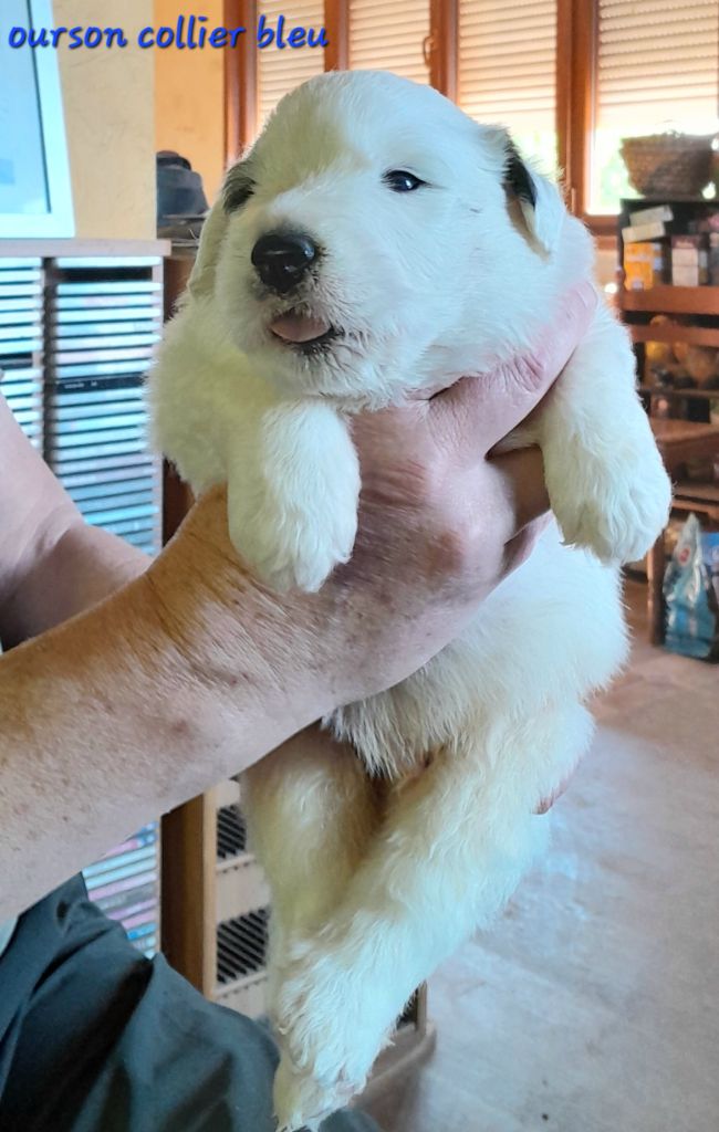 De L'Ange Des Vosges Du Nord - Chiots disponibles - Chien de Montagne des Pyrenees