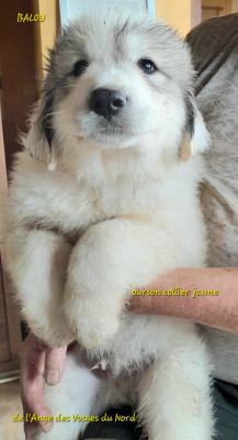 BALOU