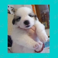 SIBYLLE  ( collier turquoise )