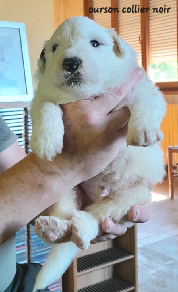De L'Ange Des Vosges Du Nord - Chiots disponibles - Chien de Montagne des Pyrenees