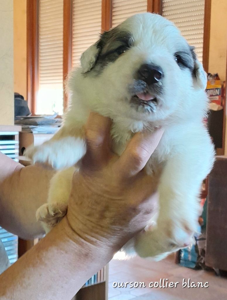 De L'Ange Des Vosges Du Nord - Chiots disponibles - Chien de Montagne des Pyrenees
