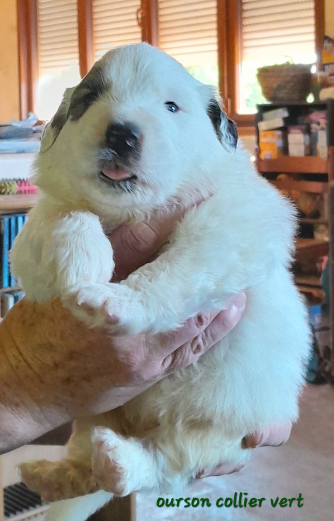 De L'Ange Des Vosges Du Nord - Chiots disponibles - Chien de Montagne des Pyrenees