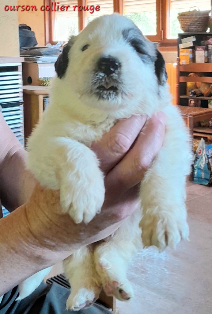 De L'Ange Des Vosges Du Nord - Chiots disponibles - Chien de Montagne des Pyrenees